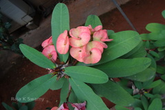 Euphorbia milii